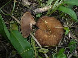 Attēlu rezultāti vaicājumam “Disciotis venosa”