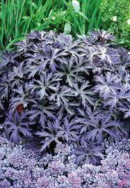 Image result for Geranium pratense