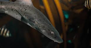 Image result for Triakis megalopterus