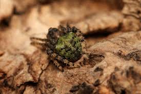 Attēlu rezultāti vaicājumam “Gibbaranea gibbosa”