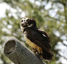 Attēlu rezultāti vaicājumam “Strigiformes”