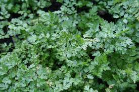 Image result for Anthriscus cerefolium