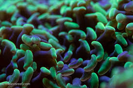 Attēlu rezultāti vaicājumam “Lophocolea minor macro”