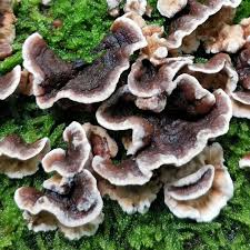 Attēlu rezultāti vaicājumam “Chondrostereum purpureum”