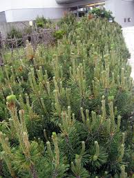 Attēlu rezultāti vaicājumam “Pinus pumila male flower”