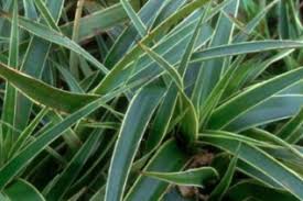 Attēlu rezultāti vaicājumam “Luzula pilosa leaf”