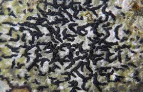 Attēlu rezultāti vaicājumam “Opegrapha atra”