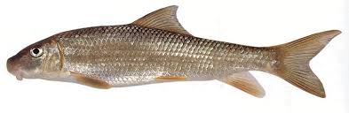 Image result for Moxostoma duquesnei