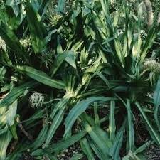 Attēlu rezultāti vaicājumam “Amarillidaceae”