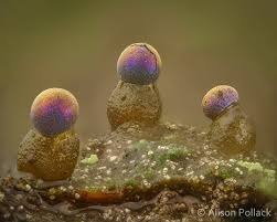 Attēlu rezultāti vaicājumam “Colloderma sp.”