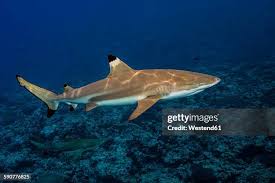 Image result for Carcharhinus melanopterus