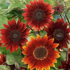 Attēlu rezultāti vaicājumam “Helianthus annuus flower”