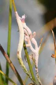 Attēlu rezultāti vaicājumam “Epilobium palustre fruit”