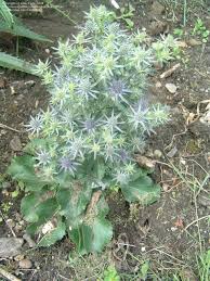 Image result for Eryngium `Blue Hobbit`