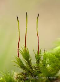 Attēlu rezultāti vaicājumam “Pohlia nutans”