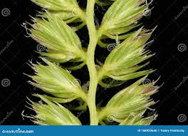 Attēlu rezultāti vaicājumam “Cynosurus cristatus flower”