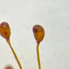 Attēlu rezultāti vaicājumam “Dicranella crispa”