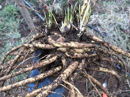 Image result for Althaea officinalis