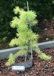 Attēlu rezultāti vaicājumam “Pseudotsuga menziesii”