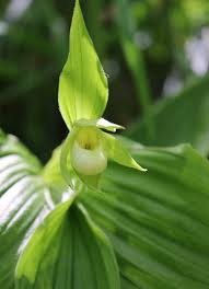 Attēlu rezultāti vaicājumam “Cypripedium calceolus leaf”