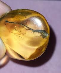 Attēlu rezultāti vaicājumam “Machilidae”