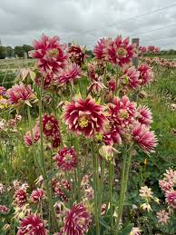 Image result for Aquilegia vulgaris `Nora Barlow`