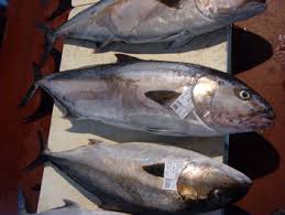 Image result for Seriola dumerili