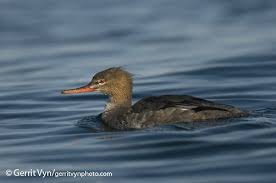 Attēlu rezultāti vaicājumam “Mergus merganser juvenile”