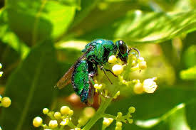 Attēlu rezultāti vaicājumam “Chrysididae”