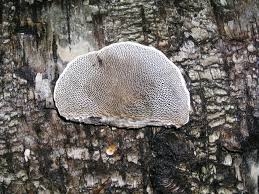 Attēlu rezultāti vaicājumam “Lenzites betulina”