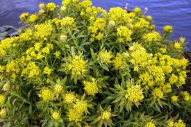 Attēlu rezultāti vaicājumam “Euphorbia palustris”