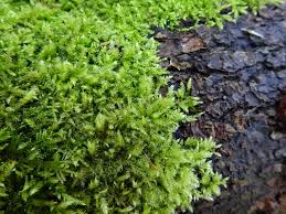 Attēlu rezultāti vaicājumam “Brachythecium”