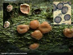 Attēlu rezultāti vaicājumam “Aleurodiscus amorphus”