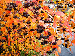 Attēlu rezultāti vaicājumam “Aronia melanocarpa leaf”