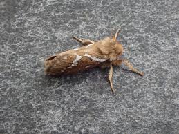 Attēlu rezultāti vaicājumam “Hepialus lupulinus”