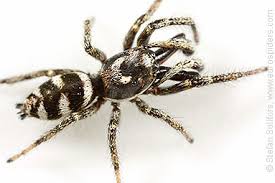 Attēlu rezultāti vaicājumam “Salticus scenicus”