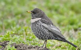 Image result for Turdus torquatus
