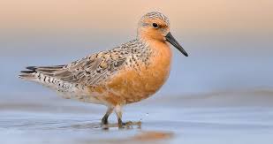 Attēlu rezultāti vaicājumam “Calidris canutus adult”