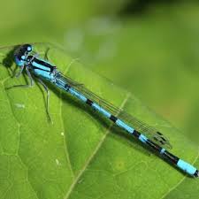 Attēlu rezultāti vaicājumam “Enallagma cyathigerum male”