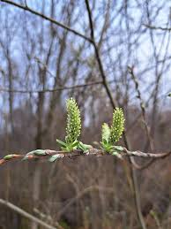 Attēlu rezultāti vaicājumam “Salix Vetrix”