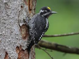 Attēlu rezultāti vaicājumam “Epirhoe tristata”