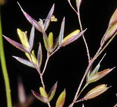 Attēlu rezultāti vaicājumam “Agrostis capillaris”