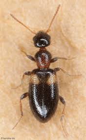 Attēlu rezultāti vaicājumam “Anthicidae”