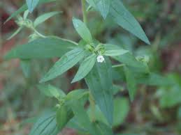 Attēlu rezultāti vaicājumam “Lithospermum officinale”