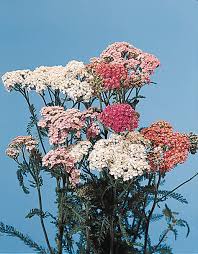 Attēlu rezultāti vaicājumam “Achillea millefolium flower”