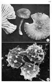 Attēlu rezultāti vaicājumam “Diderma ochraceum young”