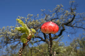Attēlu rezultāti vaicājumam “Biorhiza pallida”