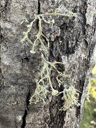Attēlu rezultāti vaicājumam “Ramalina calicaris”