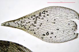 Attēlu rezultāti vaicājumam “Sphagnum teres”