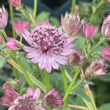 Attēlu rezultāti vaicājumam “Astrantia major”